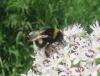 Bombus sp.